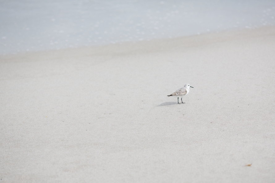 florida-2016-web-sized-2052pp_w890_h593